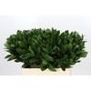 Ruscus Hypophyllum