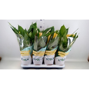 Spathiphyllum  'Diamond'