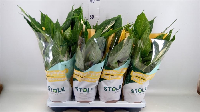 Spathiphyllum  'Diamond'