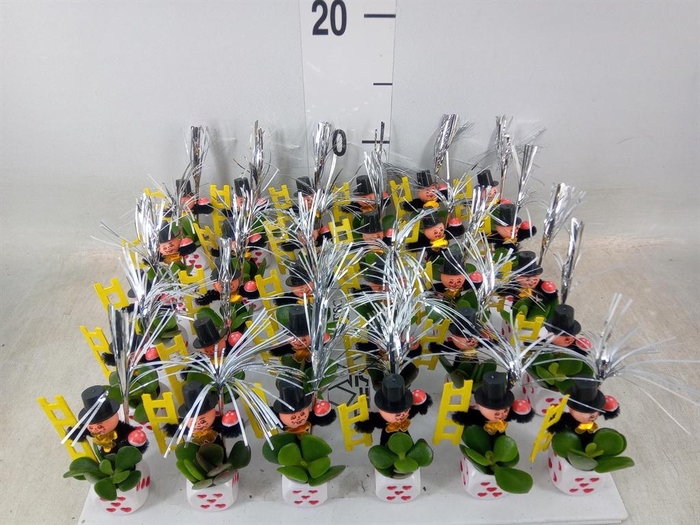 <h4>Arr.  Succulents L%</h4>