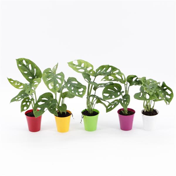 <h4>Monstera Monkey Leaf Mini in Linge pot Diverse kleuren</h4>