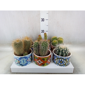 Cactus   ...