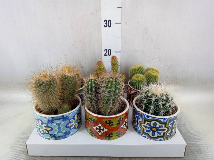 <h4>Cactus   ...</h4>