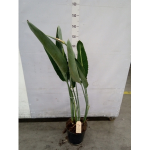 Strelitzia reg.