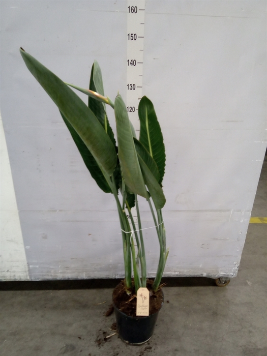 <h4>Strelitzia reg.</h4>