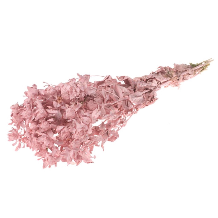 <h4>Bidens (carthamus) Pink Misty</h4>