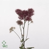 Hydrangea royal parade classic