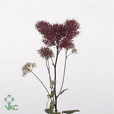 Hydrangea royal parade classic