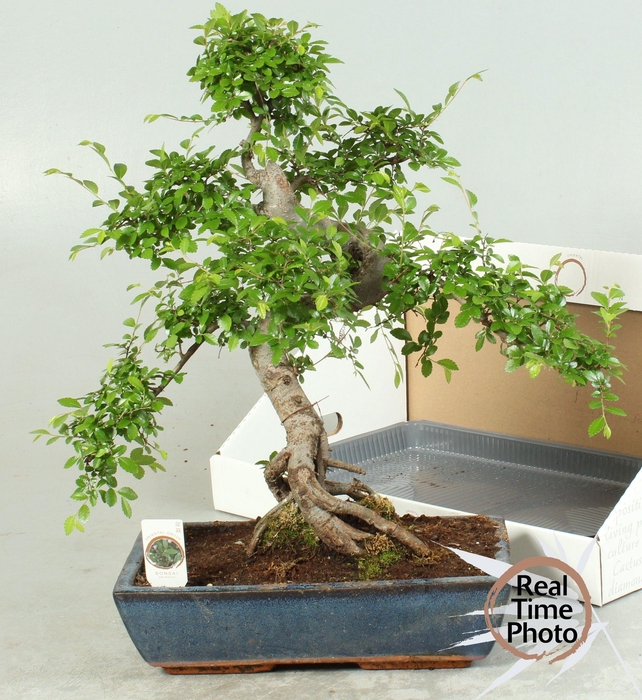 <h4>BONSAI GEM</h4>