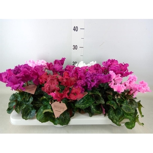 Cyclamen MD 'Merengue'