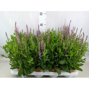 Salvia nemorosa 'Sensation Rose Dp'