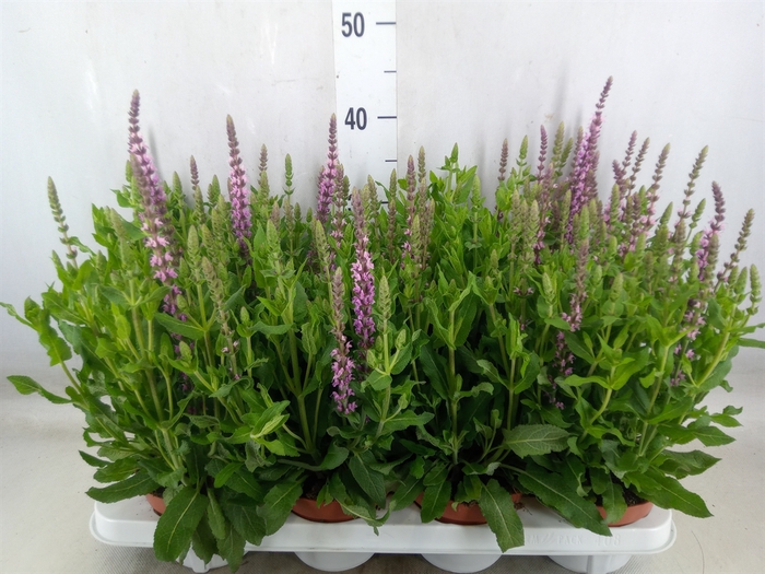 <h4>Salvia nemorosa 'Sensation Rose Dp'</h4>