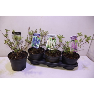 Budd Davidii 3kl Mixtray