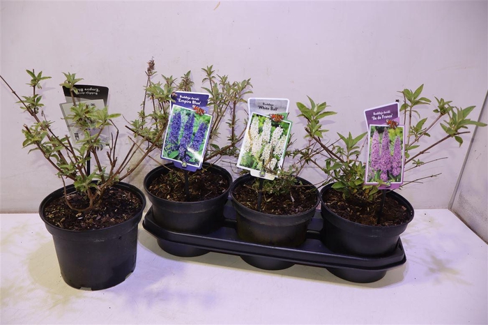 <h4>Budd Davidii 3kl Mixtray</h4>