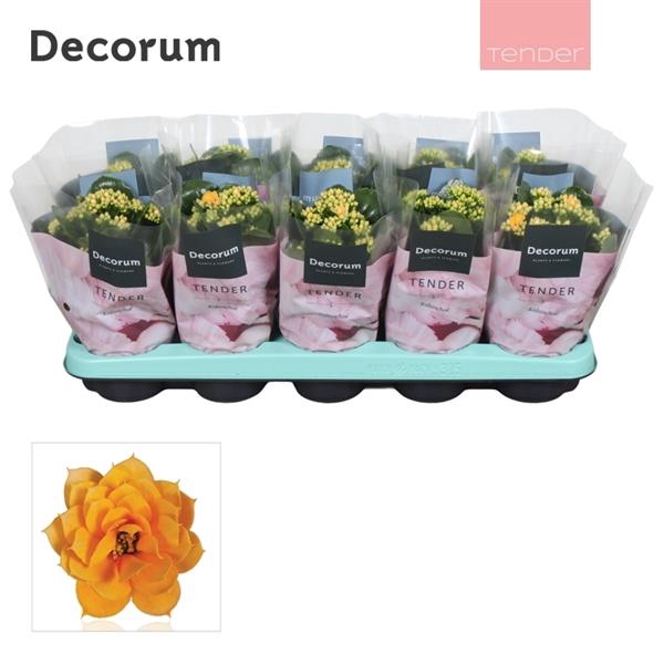 <h4>Kalanchoe blossfeldiana gevuld 'Serenity Gold'</h4>