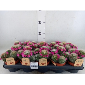 Cactus   ...flowering