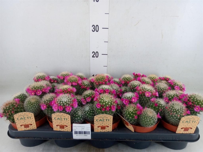 <h4>Cactus   ...flowering</h4>