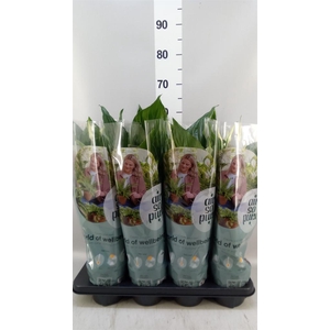 Spathiphyllum  'Sweet Ricardo'