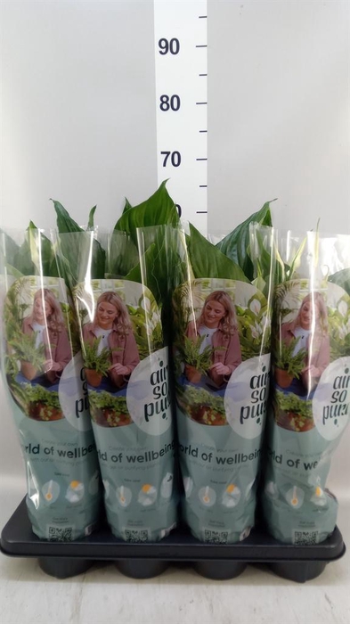 <h4>Spathiphyllum  'Sweet Ricardo'</h4>