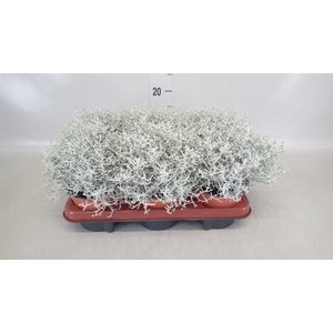 Leucophyta brownii