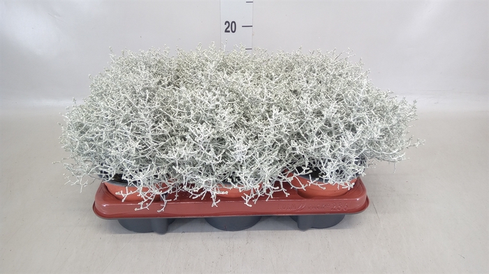 <h4>Leucophyta brownii</h4>