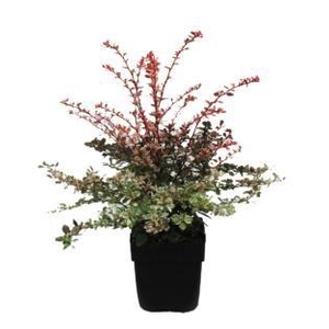 Berberis thunbergii 'Rose Glow' P17