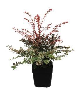 <h4>Berberis thunbergii 'Rose Glow' P17</h4>