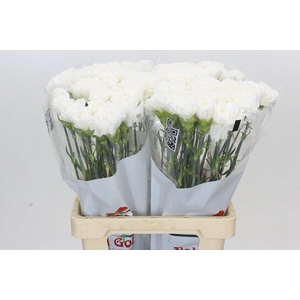 Dianthus St Holly