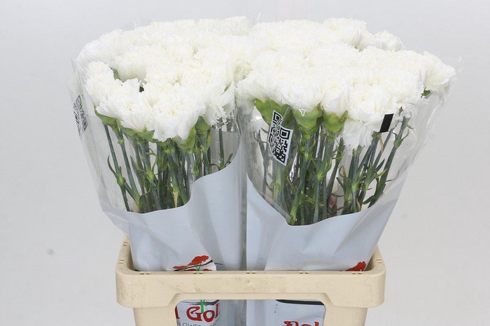 <h4>Dianthus St Holly</h4>