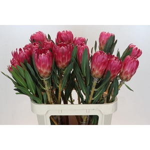 Protea Brenda