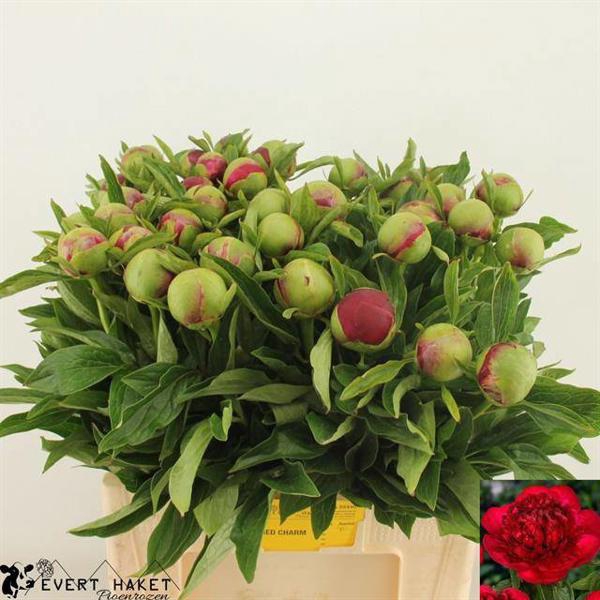 <h4>Paeo Red Charm Haket</h4>