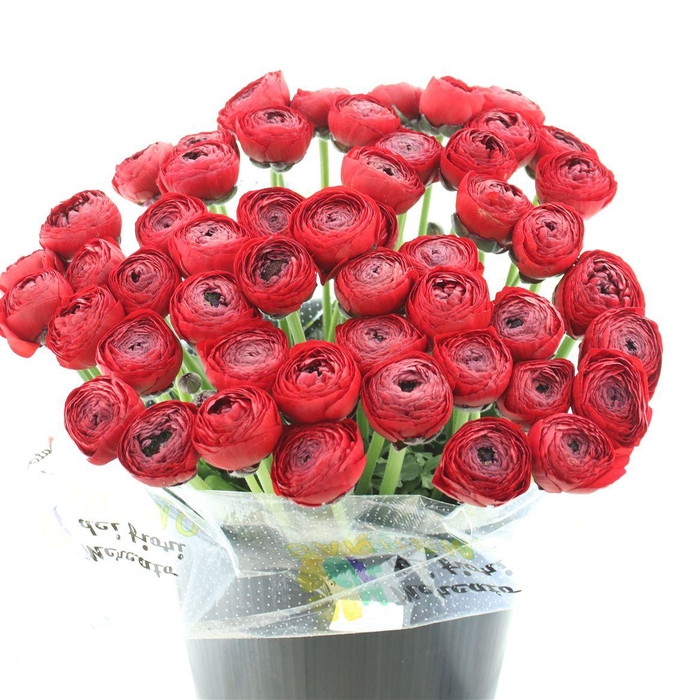 Ran Su Sr Passion Red Super