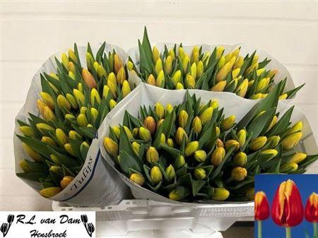 <h4>Tu En Denmark</h4>