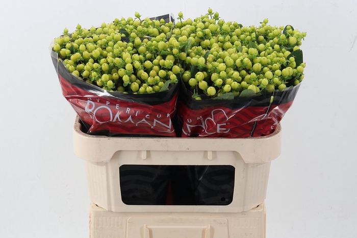 <h4>Hyp Smiley Rom 70cm</h4>