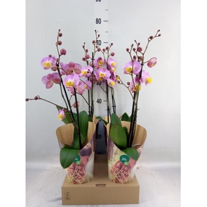 Phalaenopsis   ...rose