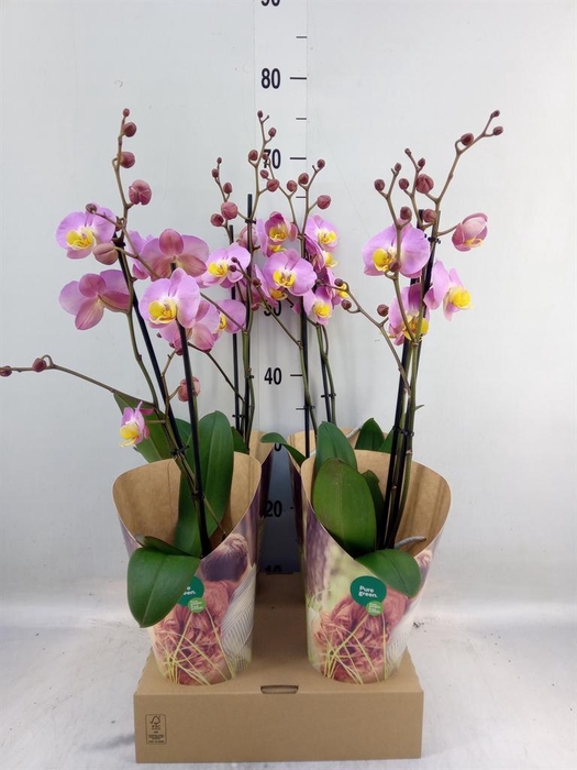 <h4>Phalaenopsis   ...rose</h4>