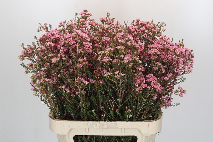 Chamelaucium Sarah's Delight