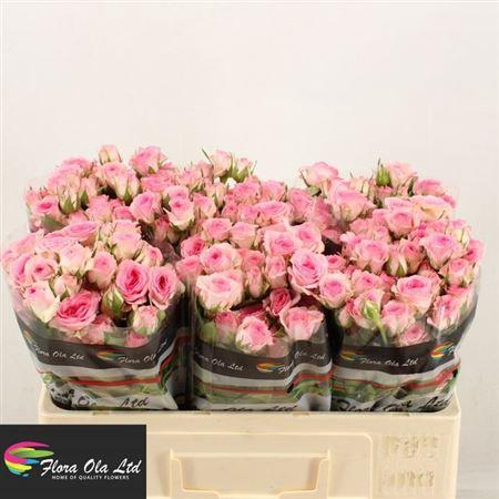 <h4>R Tr Tralala</h4>