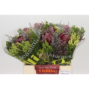 BQ Protea 3 Flowers