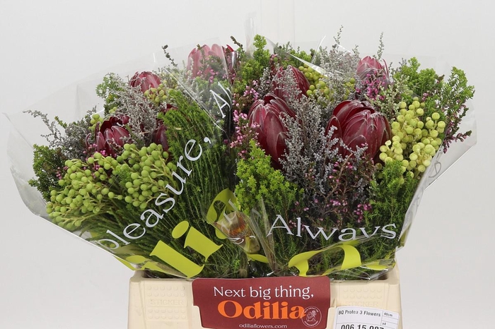 <h4>BQ Protea 3 Flowers</h4>