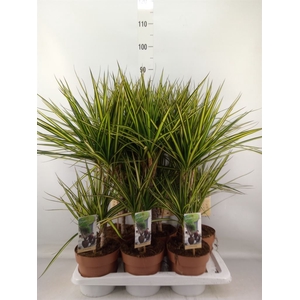 Dracaena marg. 'Sunray'