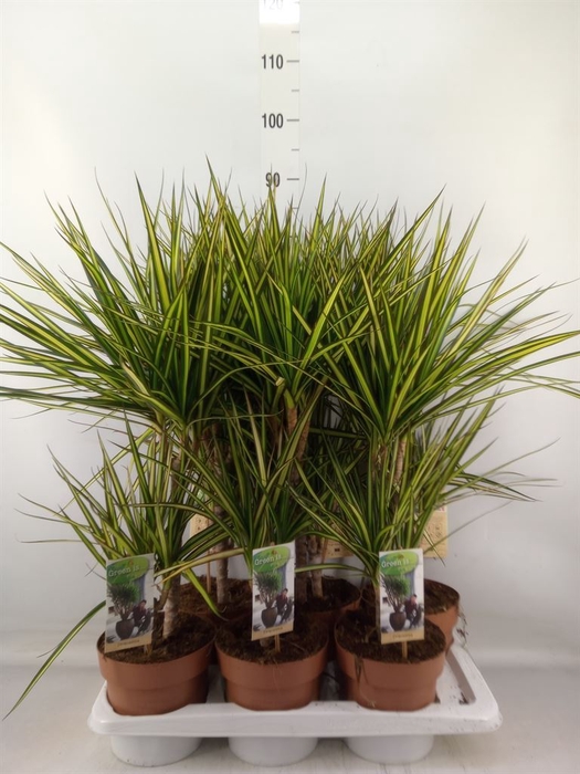 <h4>Dracaena marg. 'Sunray'</h4>