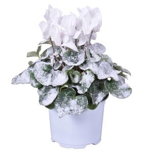 Cyclamen wit met sneeuw in Ton sur Ton kweekpot (Kerst)