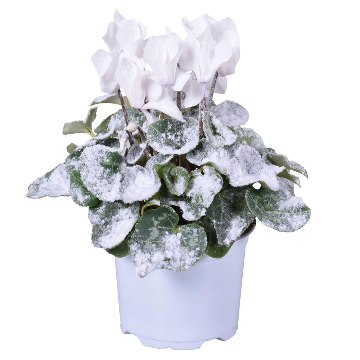 <h4>Cyclamen wit met sneeuw in Ton sur Ton kweekpot (Kerst)</h4>
