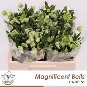 HELL  MAGNIFIC BELLS