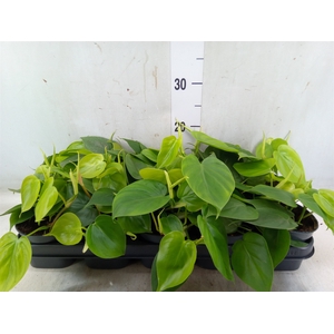 Philodendron scand.