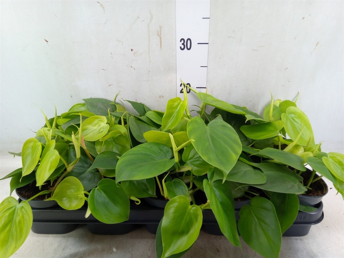 <h4>Philodendron scand.</h4>