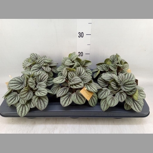 Peperomia