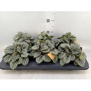 Peperomia