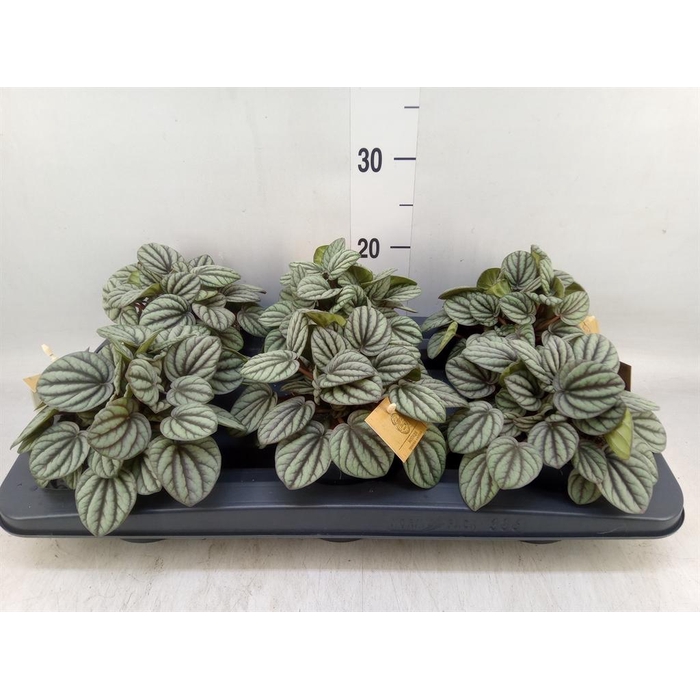 <h4>Peperomia</h4>